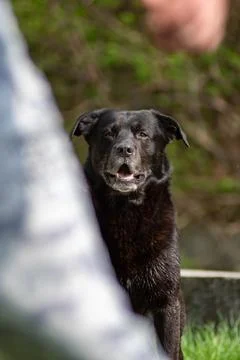 Black dog is waiting for a command from his trainer Stock Photos