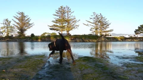 Black dog walking alongside the river estuary Stock Footage 213009270