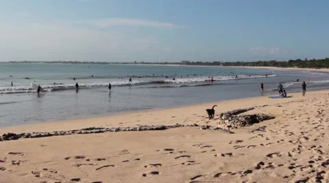 Black Dog Walking on the Beach Stock Footage 67474081