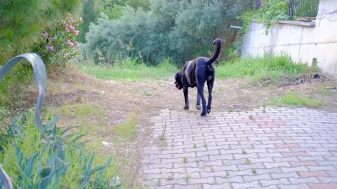 A black dog is walking Stock Footage 158513463
