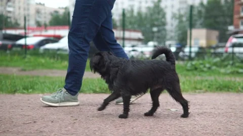 Black dog walking next to its owner in a park Stock-Footage 132433425