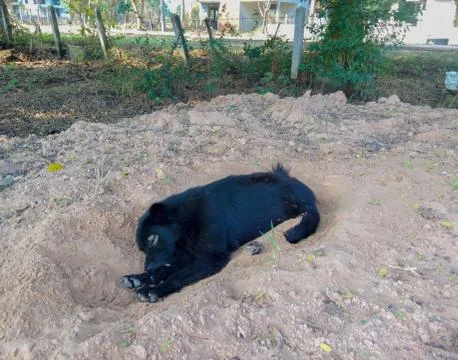 Black dog was lying Stock Photos