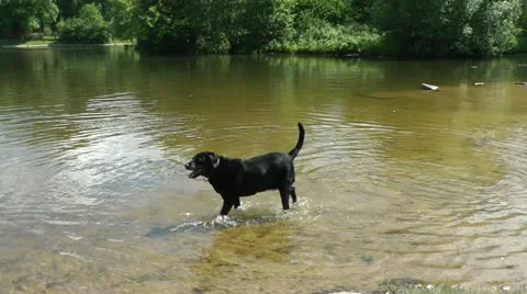 Black dog in water Stock Footage 10912393