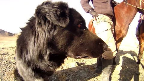 Black Dog in Western Mongolia Stock Footage 234326324