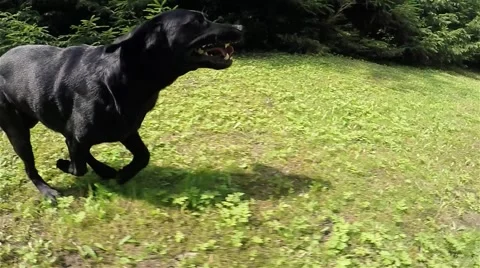 Black dog which runs across the grass. Stock Footage 65729068