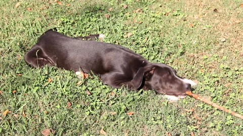 Black Dog With White Paws Chews A Stick Stock Footage 307779041