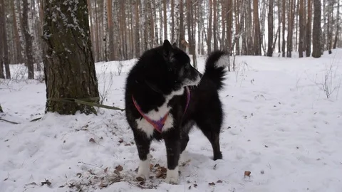 Black dog in the winter forest 스톡 동영상 85072408