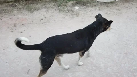 Black Doggy Walking In Frame Stock Footage 245256409