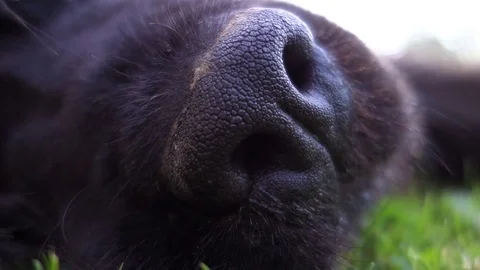 Black dog's nose. Stock Footage 109701619