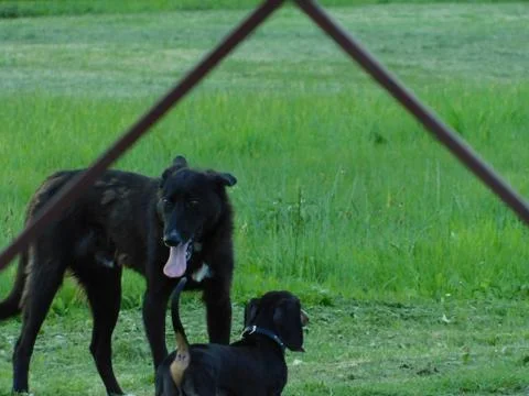 Black dogs Stock Photos