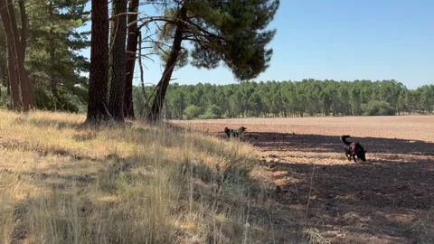 Black dogs running and playing in a rural field Stock Footage 342344110