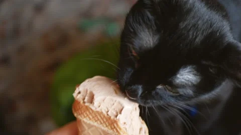 Black domestic cat eats ice cream in a waffle cup.Close-up Stock Footage