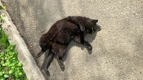 Black domestic cat resting peacefully on the ground on a warm summer day.  Stock Footage 265908994