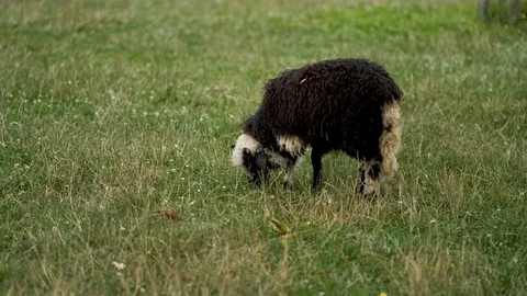 Black domestic sheep eats grass. Stock Footage 121057208