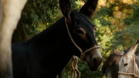Black donkey Stock Footage 119612713