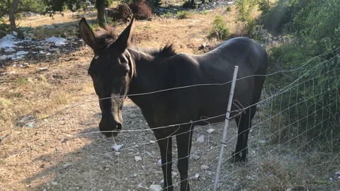 Black donkey Stock-Footage 144815479