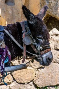 The black donkey head Stock Photos