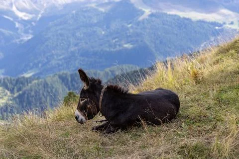 Black donkey rests on grassy hillside Stock Photos