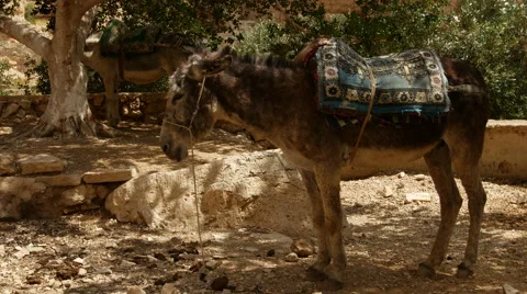 Black donkey standing Stock Footage 54079322