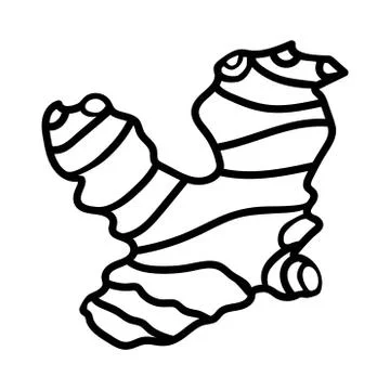 The black doodle root of ginger is isolated on a white background. Vector Stock Illustration