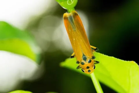 Black dot orange plant bug Stock Photos