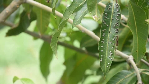 Black dots on  leaves of mango caused no disease or Bua mango leaf Stock Footage 130111420