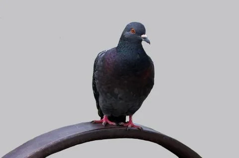 Black dove on an isolated background. Stock Photos
