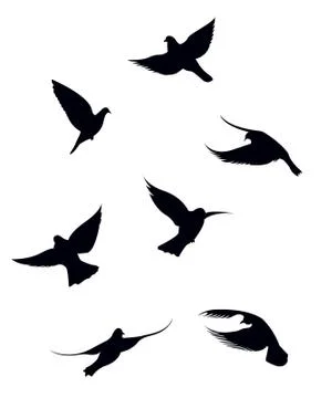 Black doves on a white background Stock Illustration