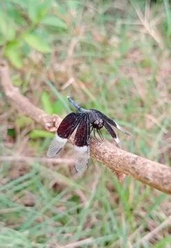 BLACK DRAGON FLY Stock Photos