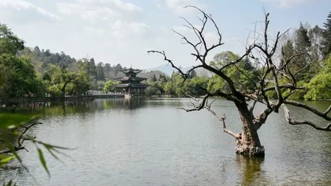 Black Dragon Pool Stockbeeldmateriaal 85782887