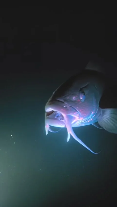 The black dragonfish in the deep sea 库存影片 330150863