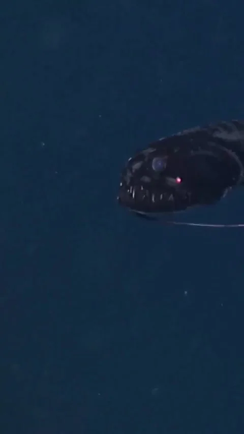 The black dragonfish in the deep sea Vídeo Stock 330825526