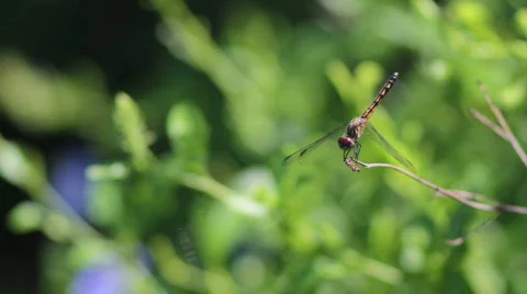Black Dragonfly Away Stock Footage 704173