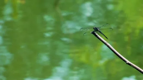 A Black Dragonfly On a Branch Stock Footage 169330572