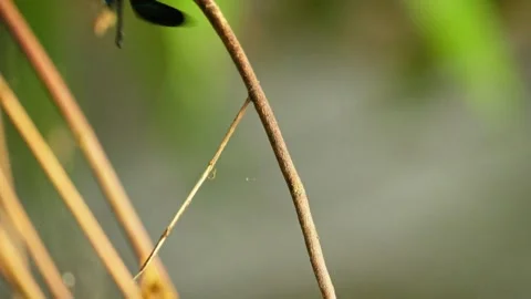 Black dragonfly Stock Footage 270045020