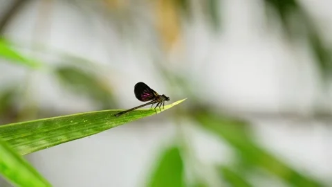 Black dragonfly Stock Footage 270046806