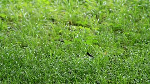 Black dragonfly on green grass Stock Footage 27979616