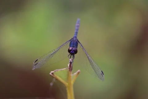 Black dragonfly insect perched on leaf in autumn Foto stock