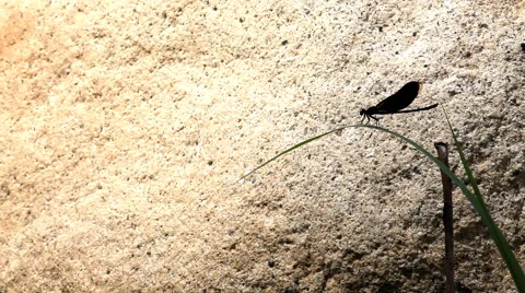 Black dragonfly perched on a leaf and brown rock of background Stock Footage 44752595