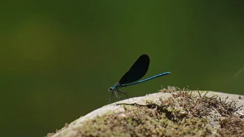 A black dragonfly is perched on a rock Stock Footage 298056225