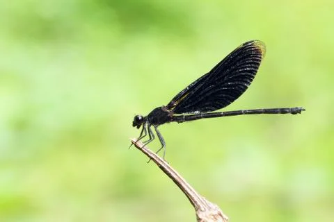 Black dragonfly Stock Photos