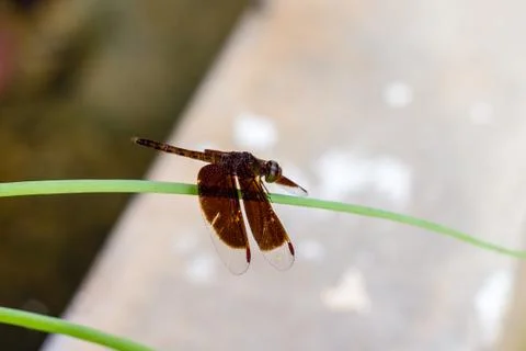 Black  dragonfly Stock Photos