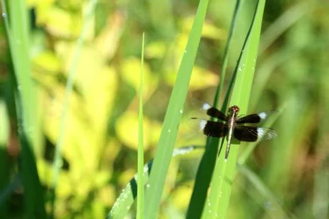 Black dragonfly. Stock-Fotos