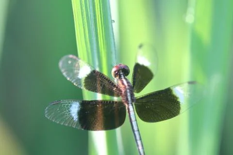 Black dragonfly. Stock Photos