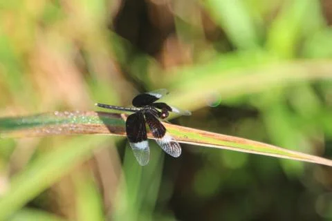 Black dragonfly. Foto stock