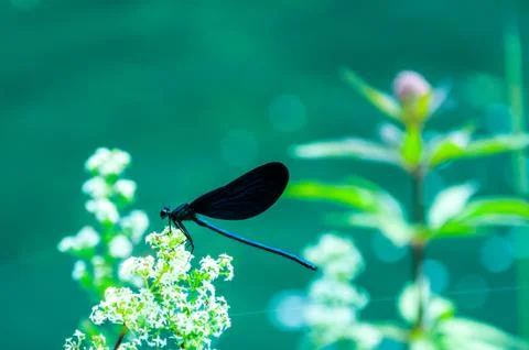 The black dragonfly Stock Photos