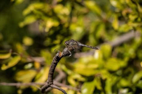 Black Dragonfly Photos