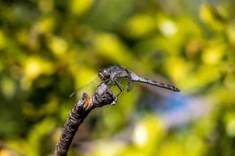 Black Dragonfly Stock Photos