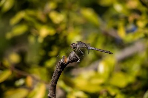 Black Dragonfly Photos