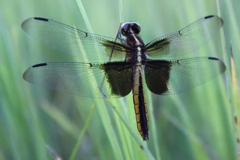 Black Dragonfly Stock Photos